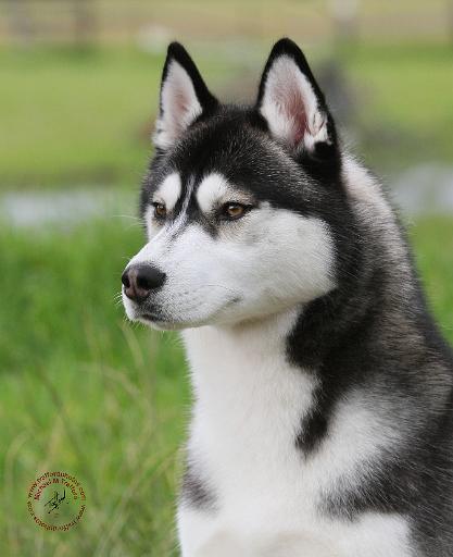 Siberian Husky 9Y570D-006.JPG